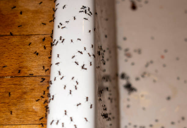 Best Mosquito Control Services  in Tremonton, UT