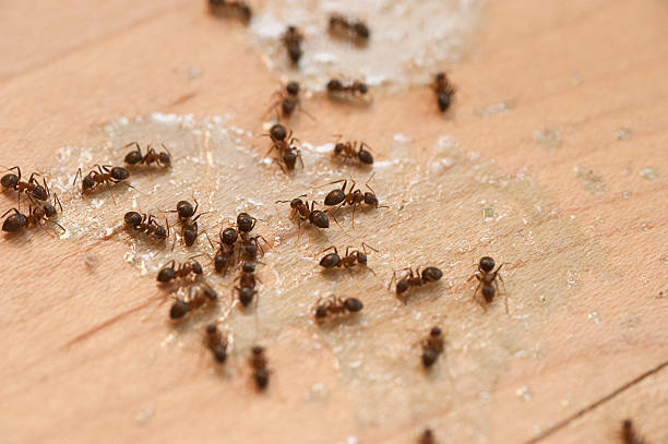 Best Pest Inspection Near Me  in Tremonton, UT