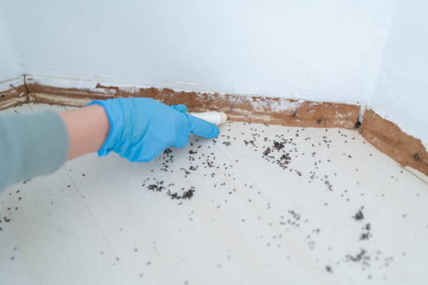 Best Best Pest Control Companies  in Tremonton, UT